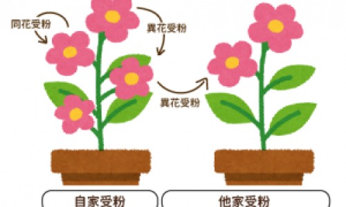 结节和筋节的区别网-分享结节和结核有啥区别，结节和息肉有哪些区别?知识库